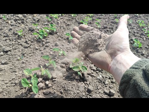 Видео: Стан СОЇ КАНЗАС 19.05.24✊Вологи немає🥲Рвані всходи🙆ПШЕНИЦЯ в трубку скручується❌