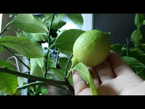 Видео: Лимон Новогрузинский - условия выращивания