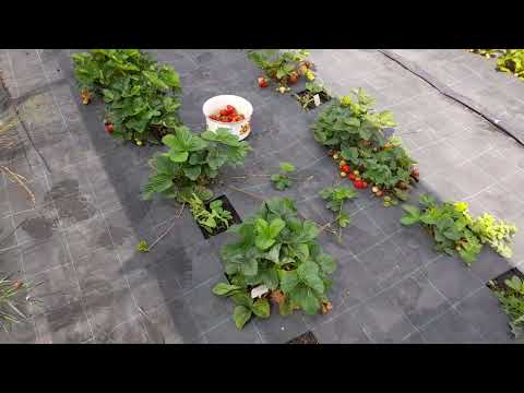 Видео: Лучшие сорта клубники