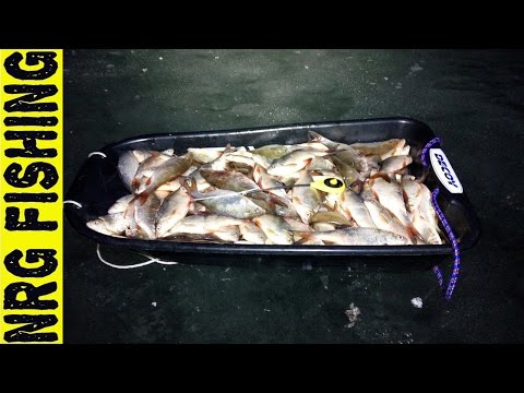 Видео: 20 кг - ЭТО ФАРТ!!!. Ловля крупной плотвы по последнему льду.