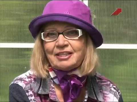 Видео: Лучки Пучки.  Серия 216.  Помидоры в теплице.