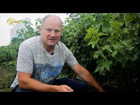 Видео: Вирощування смородини: секрети щедрого врожаю