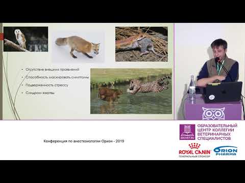 Видео: Гершов С. О. - Особенности анестезии мелких экзотических животных