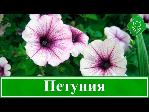 Видео: Цветок петуния – посадка и уход, выращивание из семян, петуния после цветения