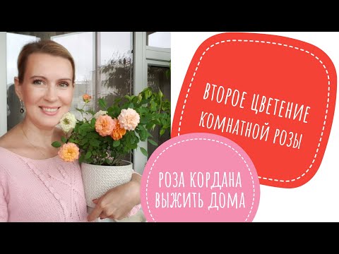 Видео: Как сохранить покупную горшечную розу. Роза Кордана. Выжить дома.."