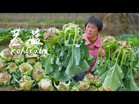 Видео: Круглая кольраби, приготовьте карманный пирог, смешанный с измельченной курицей.
