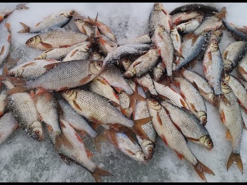 Видео: Зимняя рыбалка .Вот это был клев Рефтинское Рассохи .