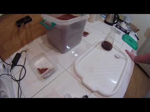 Видео: Марена краси́льная Rubia tinctórum, немного о применении, механизме действия и заготовке. Часть 2.