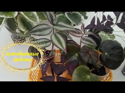 Видео: Повседневные заботы цветовода.