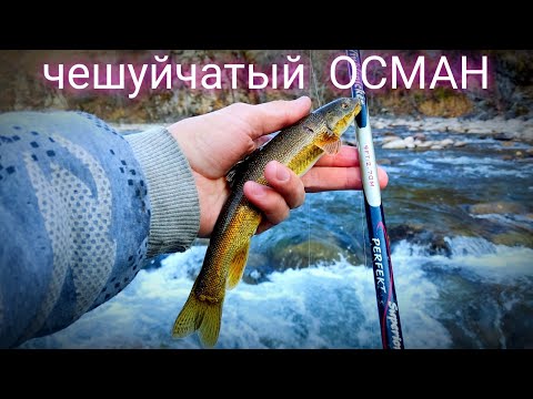 Видео: р.Чажа рыбалка на чешуйчатого Османа. Текели