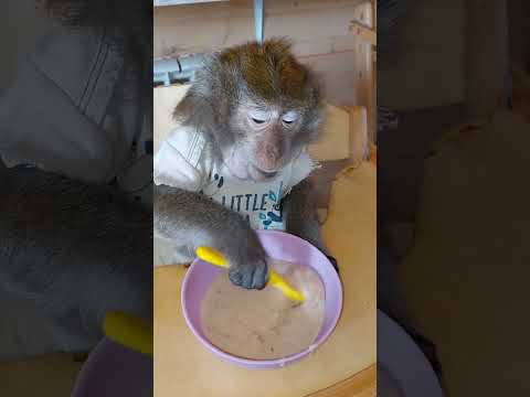 Видео: Наше меню:" болтушка фирменная"☝️😉🐒 вкусняшки в обезьяньем доме😋👍