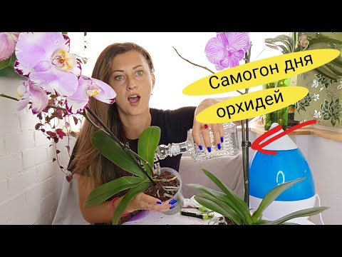 Видео: Заливаю НОВЫЕ ОРХИДЕИ САМ0Г0Н0М для БУЙНОГО ЦВЕТЕНИЯ