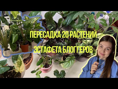 Видео: Пересаживаю растения и болтаю
