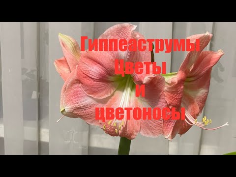 Видео: Что сделать, чтобы гиппеаструмы обильно цвели #гиппеаструм