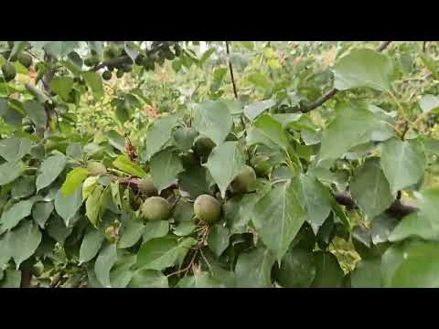 Видео: Баткенге тренд боло турган гигант өрүк болот...