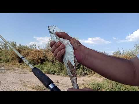 Видео: Рыбалка на Сырдарье🐟🎣