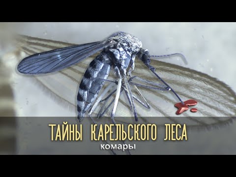 Видео: КОМАРЫ | Тайны карельского леса