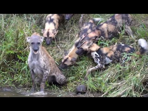 Видео: На что способны эти собачки, когда они голодные?! ГИЕНОВЫЕ СОБАКИ В ДЕЛЕ!