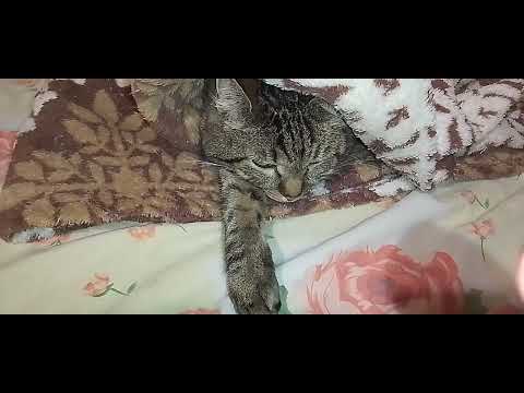 Видео: А У НАС ЖИВОЙ ПЛЕД!🙀😂 ГРЕЮ НОЖКИ !🥰КОГО Я НАШЛА !😺😽