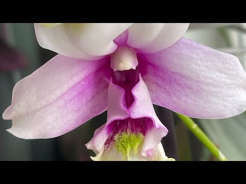 Видео: Дендрофаленопсисы и новые кашпо