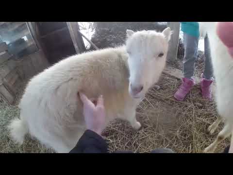 Видео: #для начинающих козоводов# для начинающих/про коз