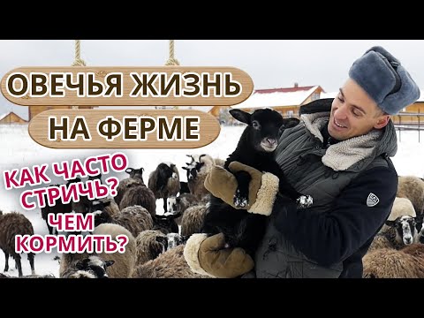 Видео: Овечья жизнь, как она есть / Как разводить овец на ферме?