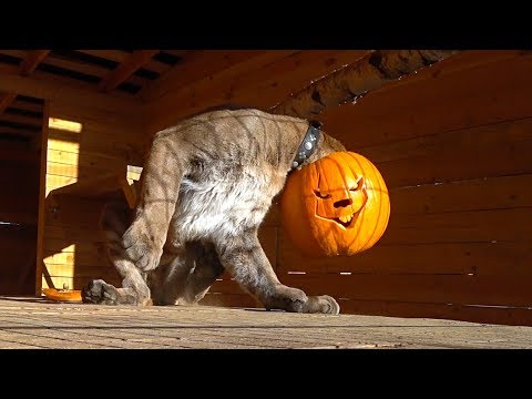 Видео: ИГРЫ ДИКИХ КОШЕК С ТЫКВОЙ / Пумыч надевает страшную маску