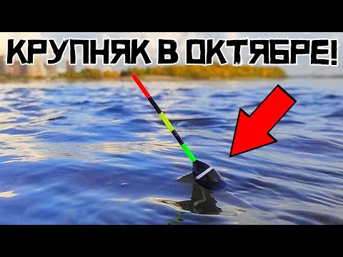 Видео: ТОПИТ ПОПЛАВОК СРАЗУ! Кто клюет в октябре у ПЛОТИНЫ?! Осенняя рыбалка 2023.