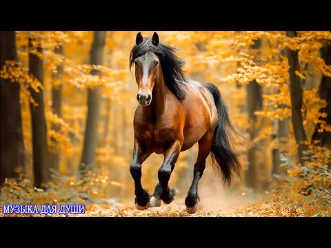 Видео: Музыка для души 🌺 Самые красивые мелодии мира! Великолепная, мощная музыка для души в 2025 году
