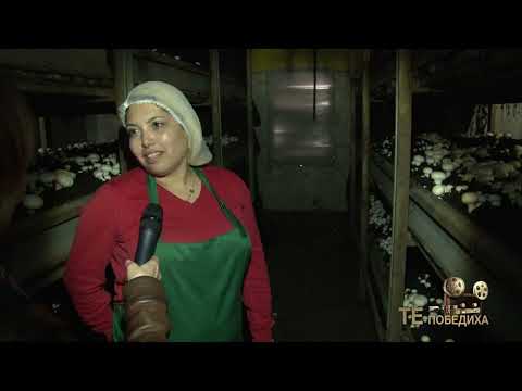Видео: Те Победиха: сем. Стоянови - бизнесът с гъби, от вдъхновението до реалността