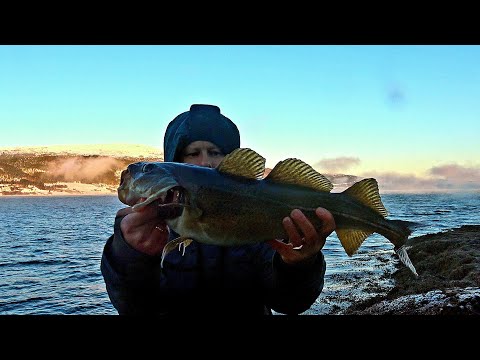 Видео: УДАЧНОЕ Начало сезона 2024!! Рыбалка в Норвегии с берега Зимой!! Хитрости ловли Трески.