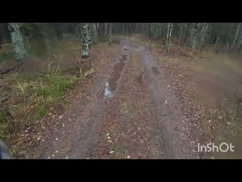 Видео: Охота с гончей 04 ноября 2025г.