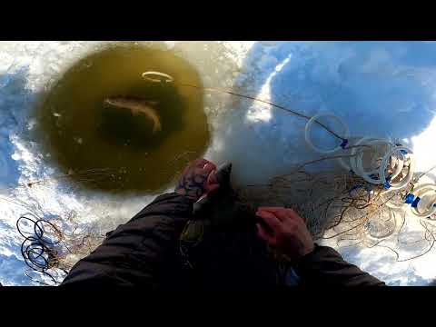 Видео: Рыбалка в тайге.Ни рвут ни ломают но на льду прибывают😉День второй#рыбалкавсибири #Туруханск