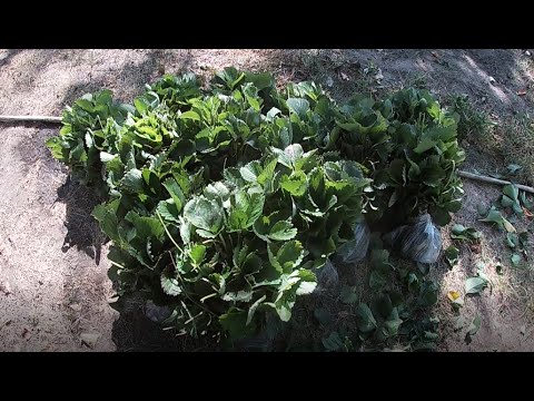 Видео: Продаж полуниці. Копаємо розсаду. День 2