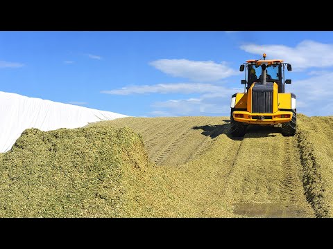 Видео: Биоконсервант для заготовки сенажа