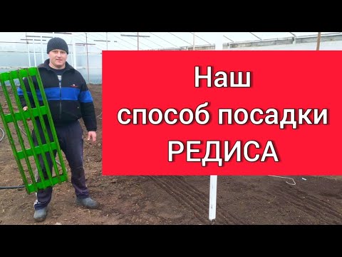 Видео: Способ посадки редиса