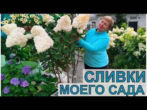Видео: Сама себе завидую! Наконец то получилось! Гортензии как сливочный пломбир в моем саду
