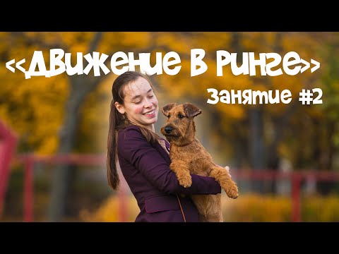 Видео: Подготовка собаки к выставке . Занятие №2 "Движение в ринге"