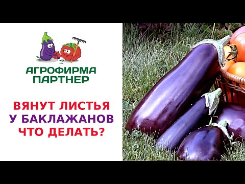 Видео: ВЯНУТ ЛИСТЬЯ У БАКЛАЖАНОВ. ЧТО ДЕЛАТЬ?