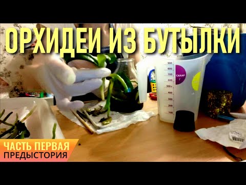 Видео: ФЛАСКА! СЕЯНЦЫ ОРХИДЕЙ ИЗ БУТЫЛКИ! РОЖДЕНИЕ ОРХИДЕЙ ИЗ БУТЫЛКИ! КАК РАЗМЫТЬ ФЛАСКУ? ОПЫТ ЗРИТЕЛЯ!