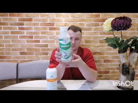 Видео: Укоренение луковицы тюльпанов