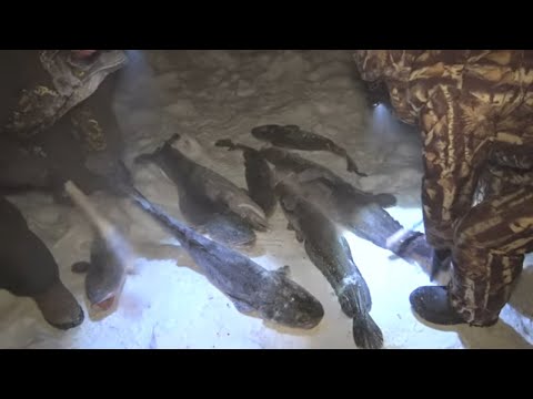 Видео: НАЛИМЬЯ УЛОВИСТАЯ ТРАДИЦИОННАЯ СНАСТЬ НАРОДА САХА!!!