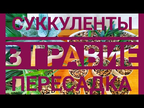 Видео: Суккуленты и гравий, пересадка растений