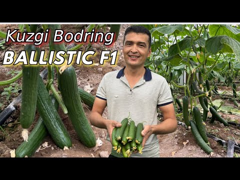 Видео: KUZGI BODRING ekish malumotlari va albatta serhosil BALLISTIC F1 duragayi haqida (HM.CLAUSE Франция)