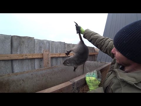 Видео: Разведение Нутрий в домашних условиях