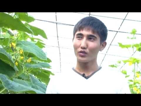 Видео: Мыкты чарба - Жаш дыйкандан куноскананы иштетуу боюнча кенештер 10 03 16avi