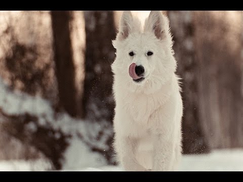 Видео: СОБАКА В ДОМЕ: выбор ПОРОДЫ Ч.1\\LENNY LORENZ