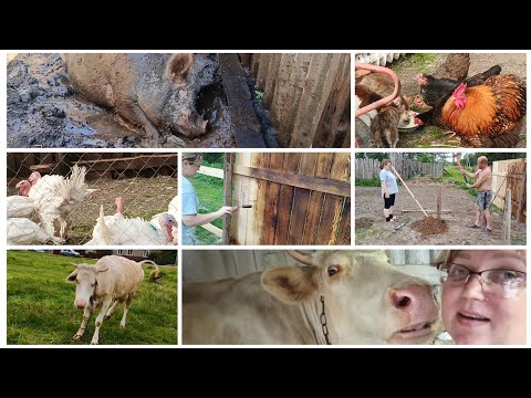 Видео: Будни в деревне, строим забор на миллион.Наши любимые животные,купаем, кормим , любим😁