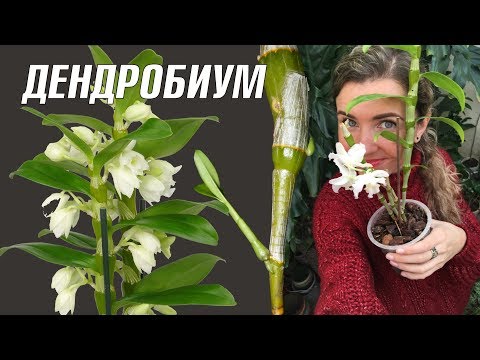 Видео: ОРХИДЕЯ ДЕНДРОБИУМ НОБИЛЕ  уход в домашних условиях 🌸 Dendrobium nobile