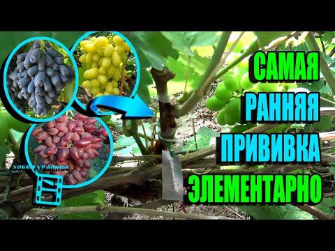 Видео: САМАЯ РАННЯЯ ПРИВИВКА ВИНОГРАДА - ЧЕРНЫМ В ЧЕРНОЕ (ГЛАЗОМ ИЛИ В РАСЩЕП). СЕВЕРНЫЙ ВИНОГРАДНИК 22-14